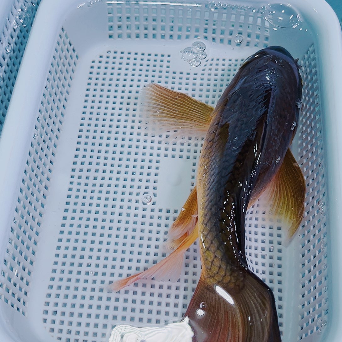 锦鲤锦鲤冷水鱼观赏123