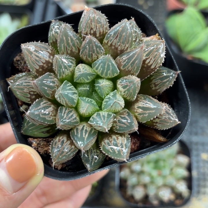 粉楼兰玉露多肉植物