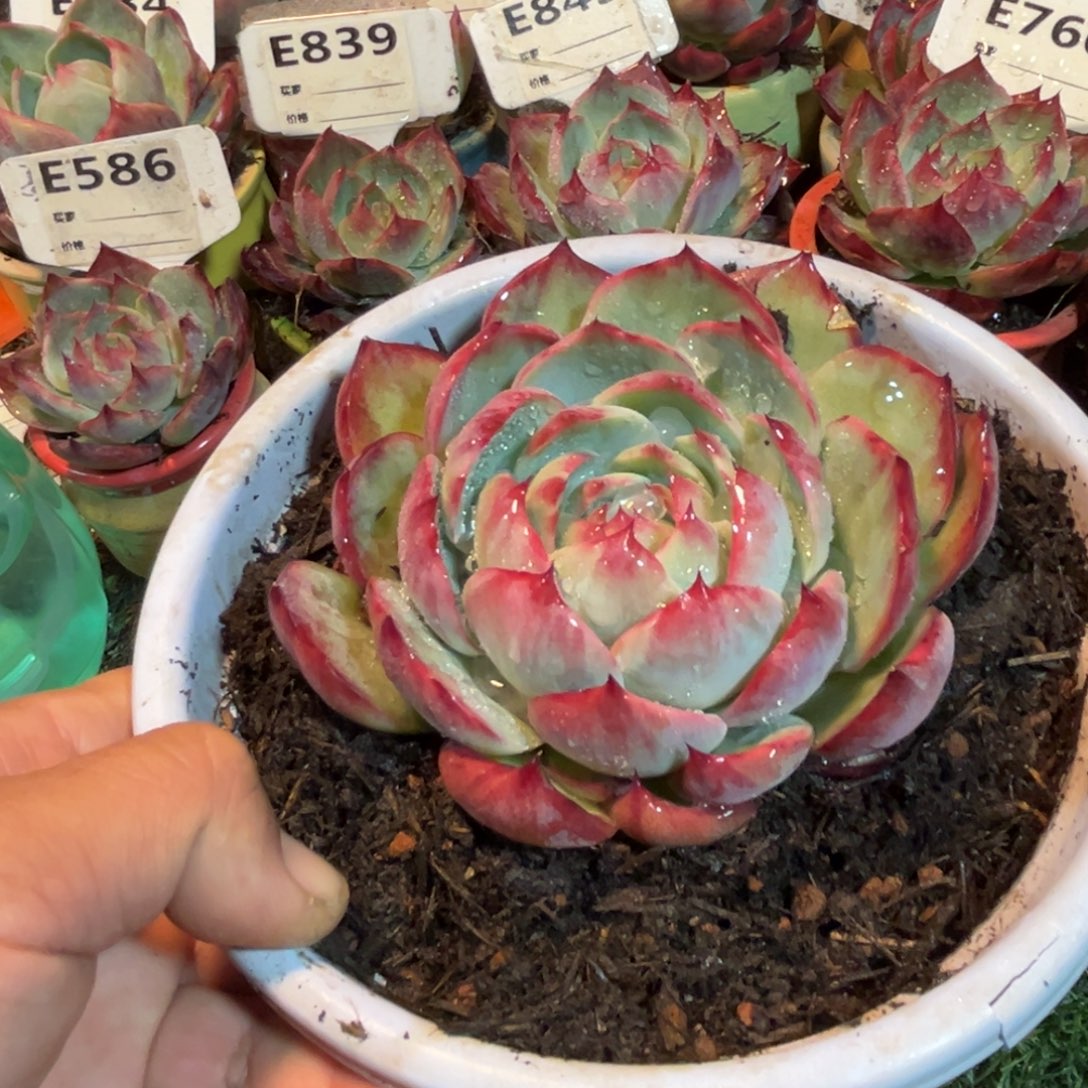 惊鸿一瞥多肉植物的