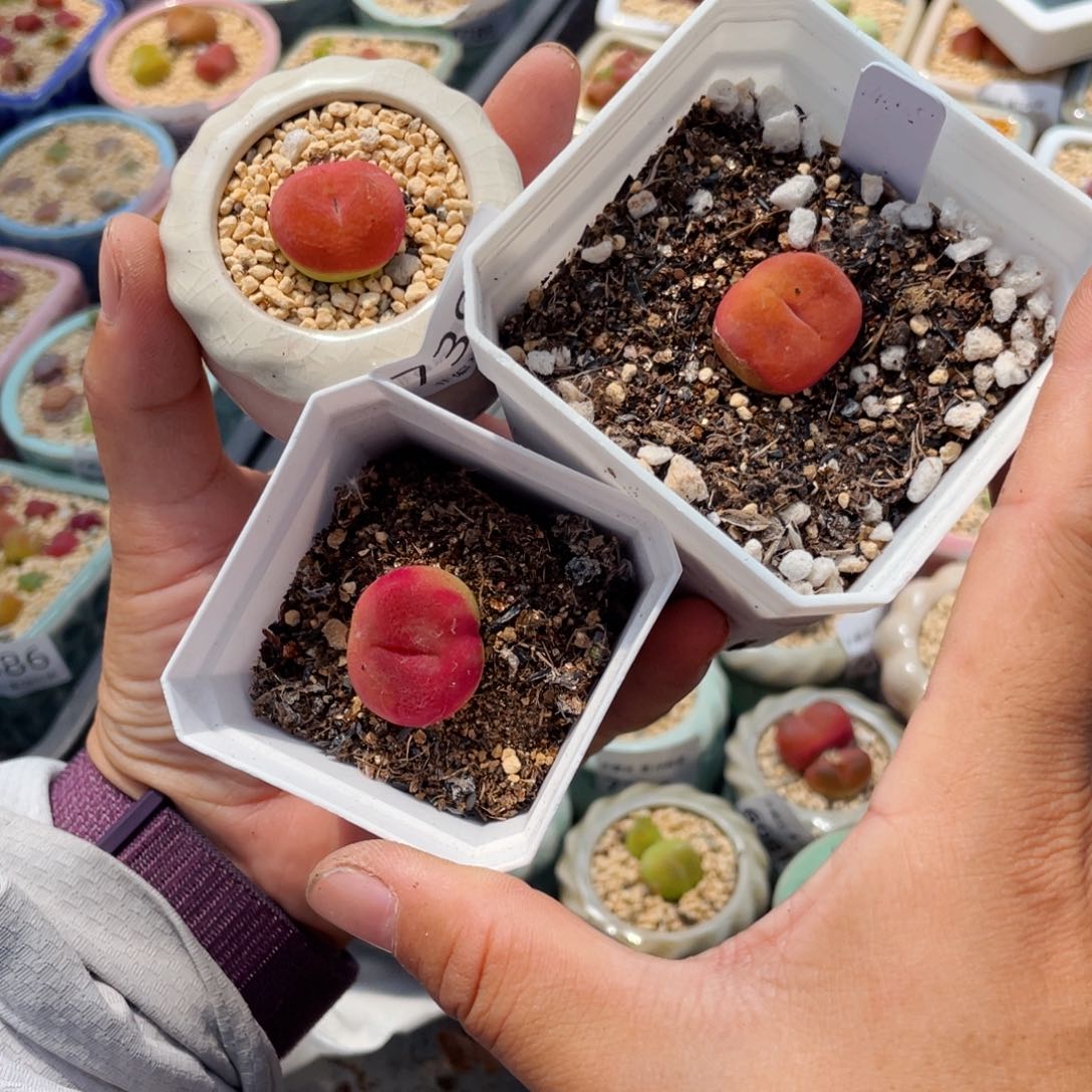 无花朵鱿*?7385-一物一拍 带盆 3盆