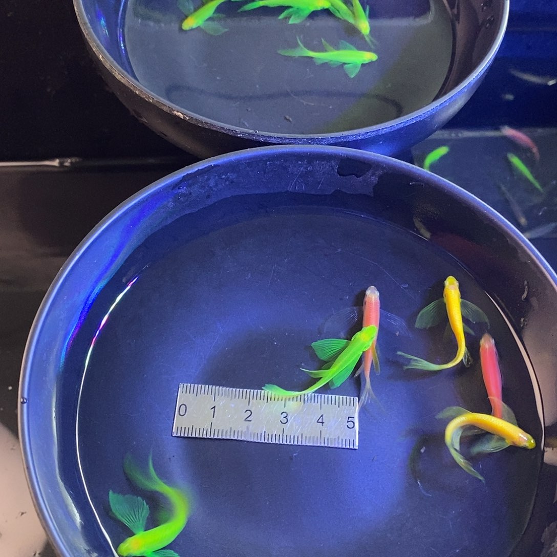 斑马鱼蝶翼斑马种鱼3色各2个➕1备损共7个