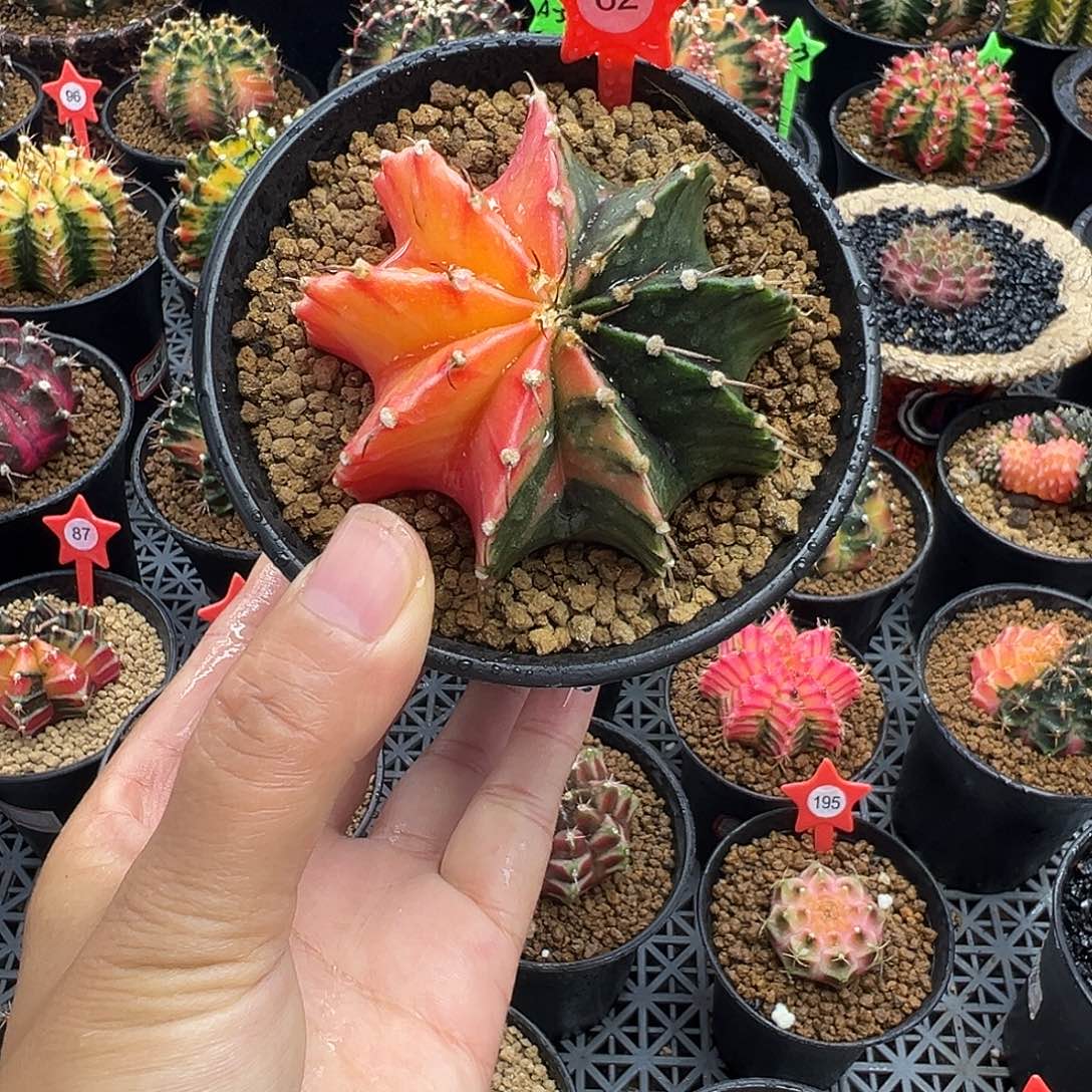 1-62肋骨锦6.5厘米