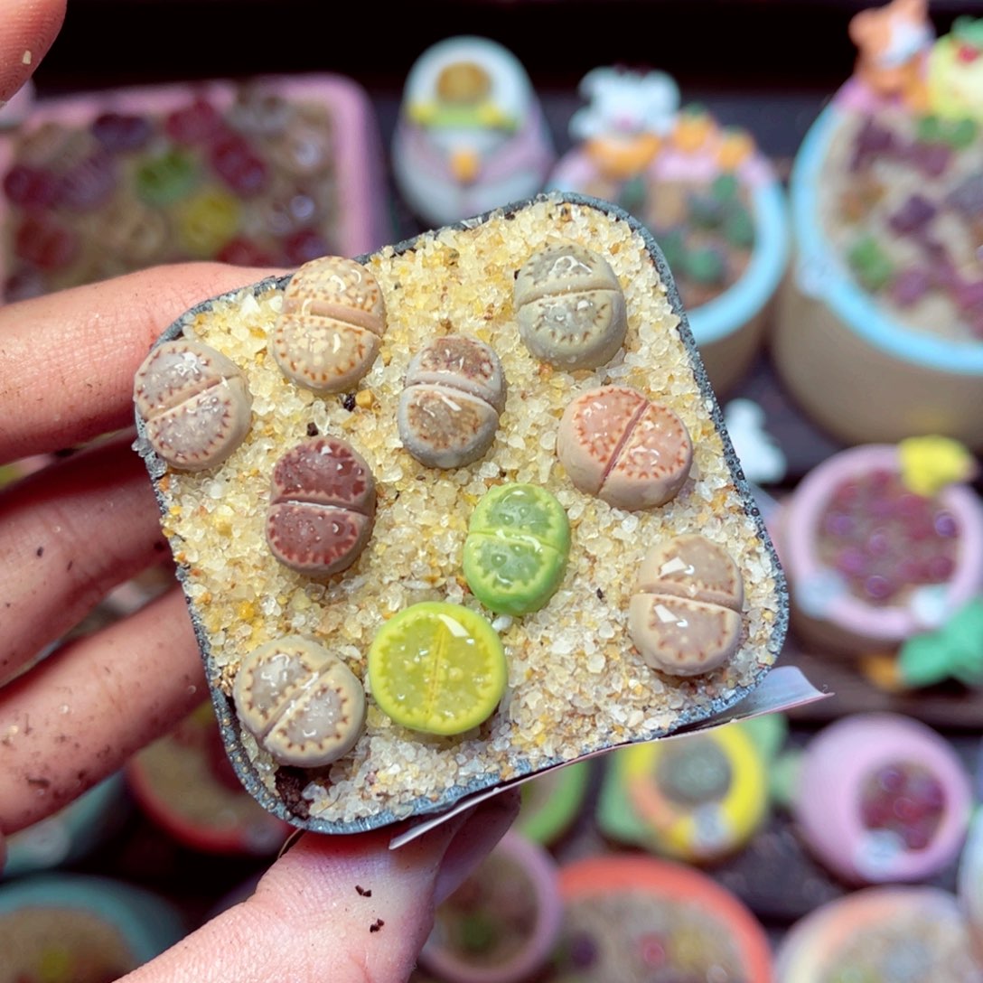 194生石花带盆发1