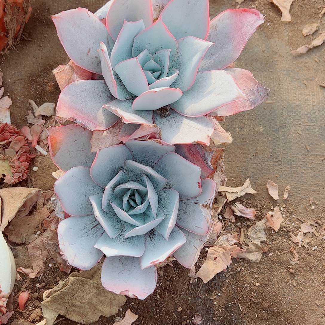 广寒宫大单头精品特价