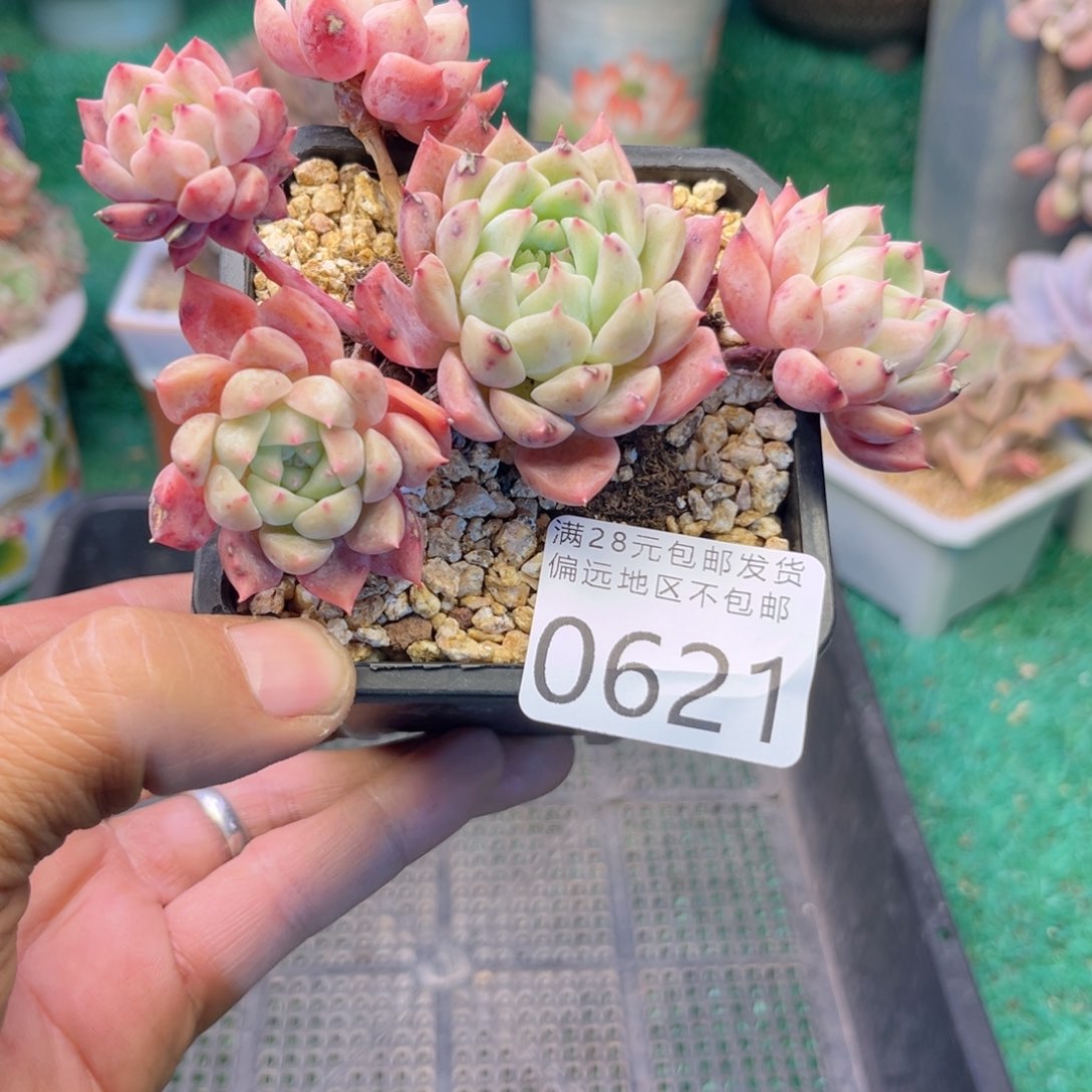 大0621j j k k k k k