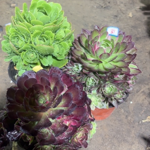 861多肉植物组合