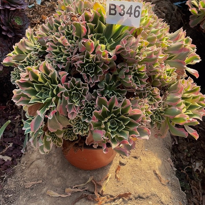 多肉法师346号白凤不包损