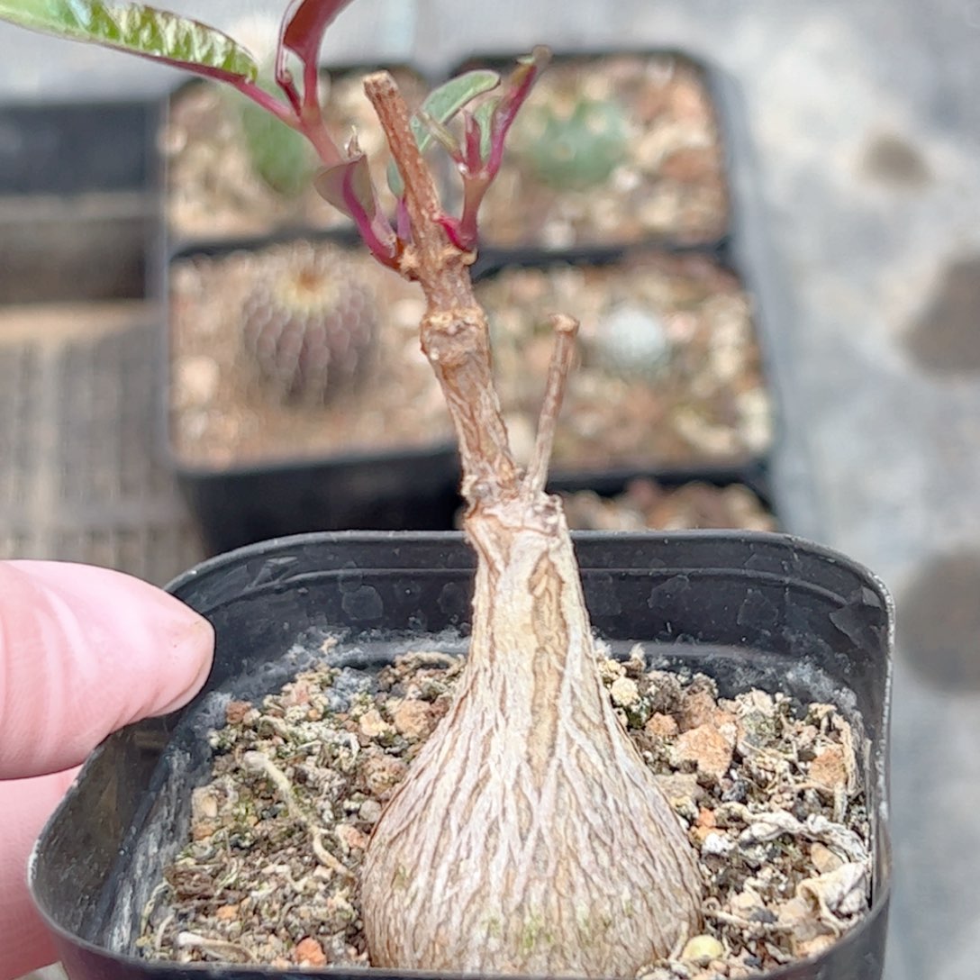 实生 紫背罗摩块根