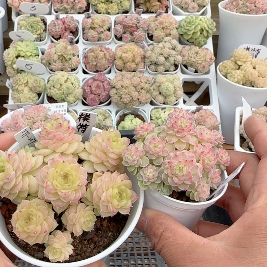 【闪购商品】0116-107（ttp-207）