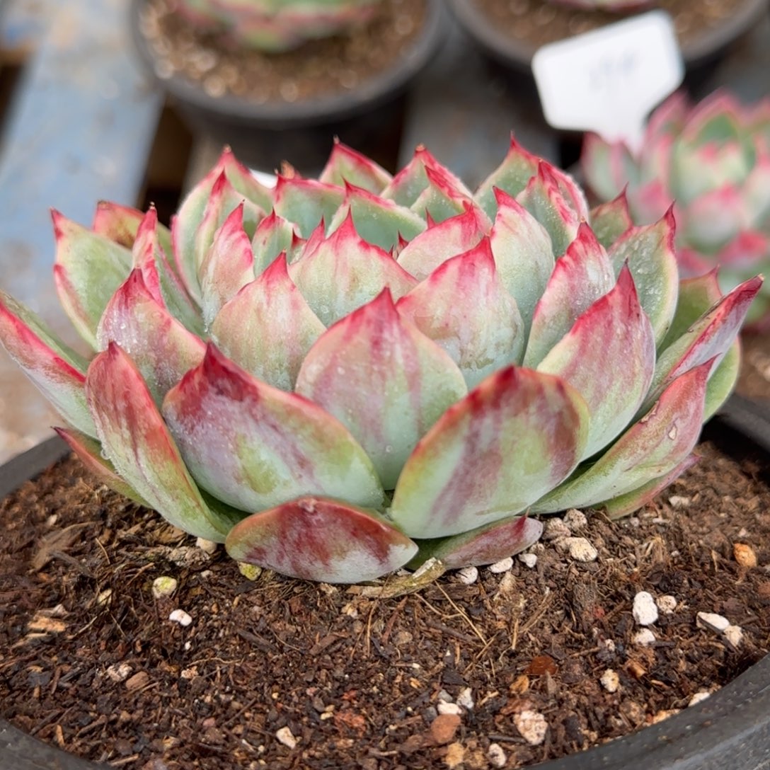 花脸拉丝惊鸿一物一拍包装收缩花旱336