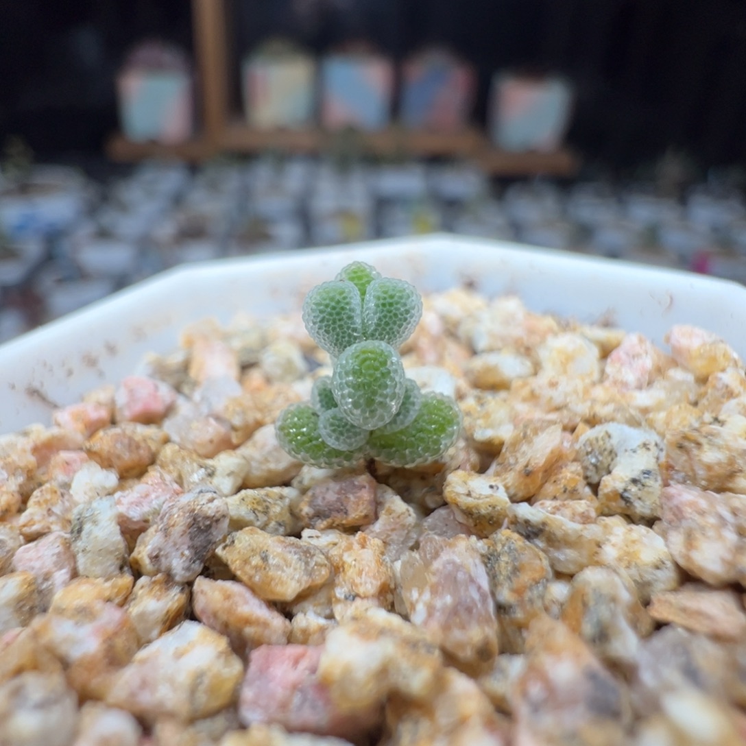 尺寸很小，2820实生月曲，拍下不退不换