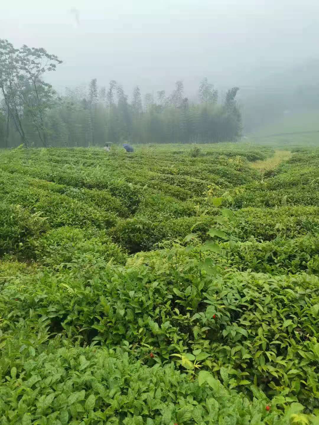 日照绿茶2025年5月25号口粮茶/一芽两叶/滋味足有沙口