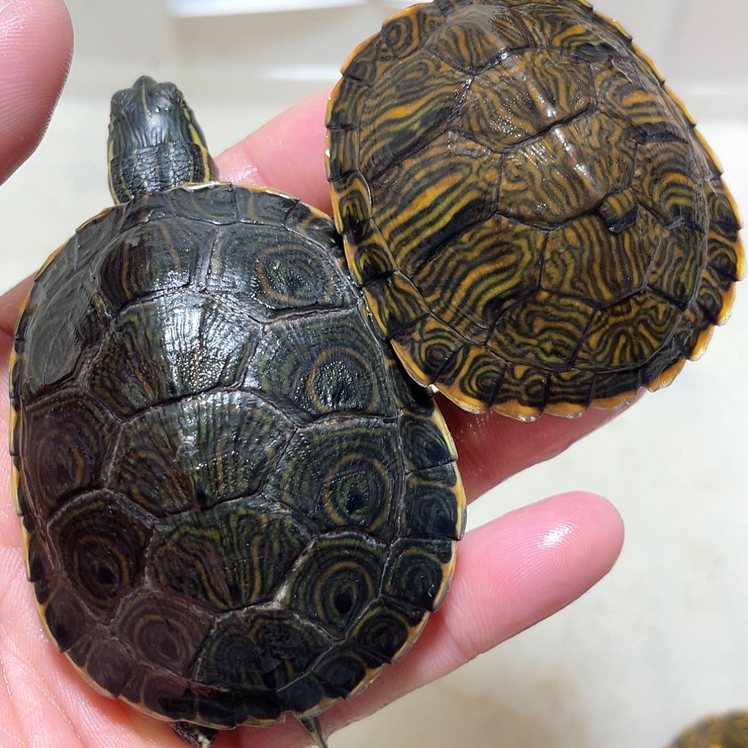 宠物龟不分公母按次品处理