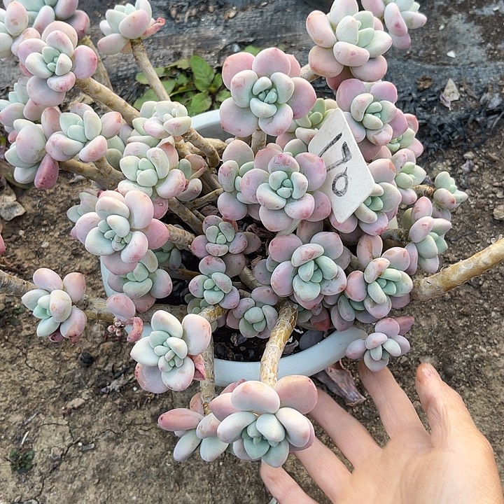 -***拉两单包邮，一物一拍，170