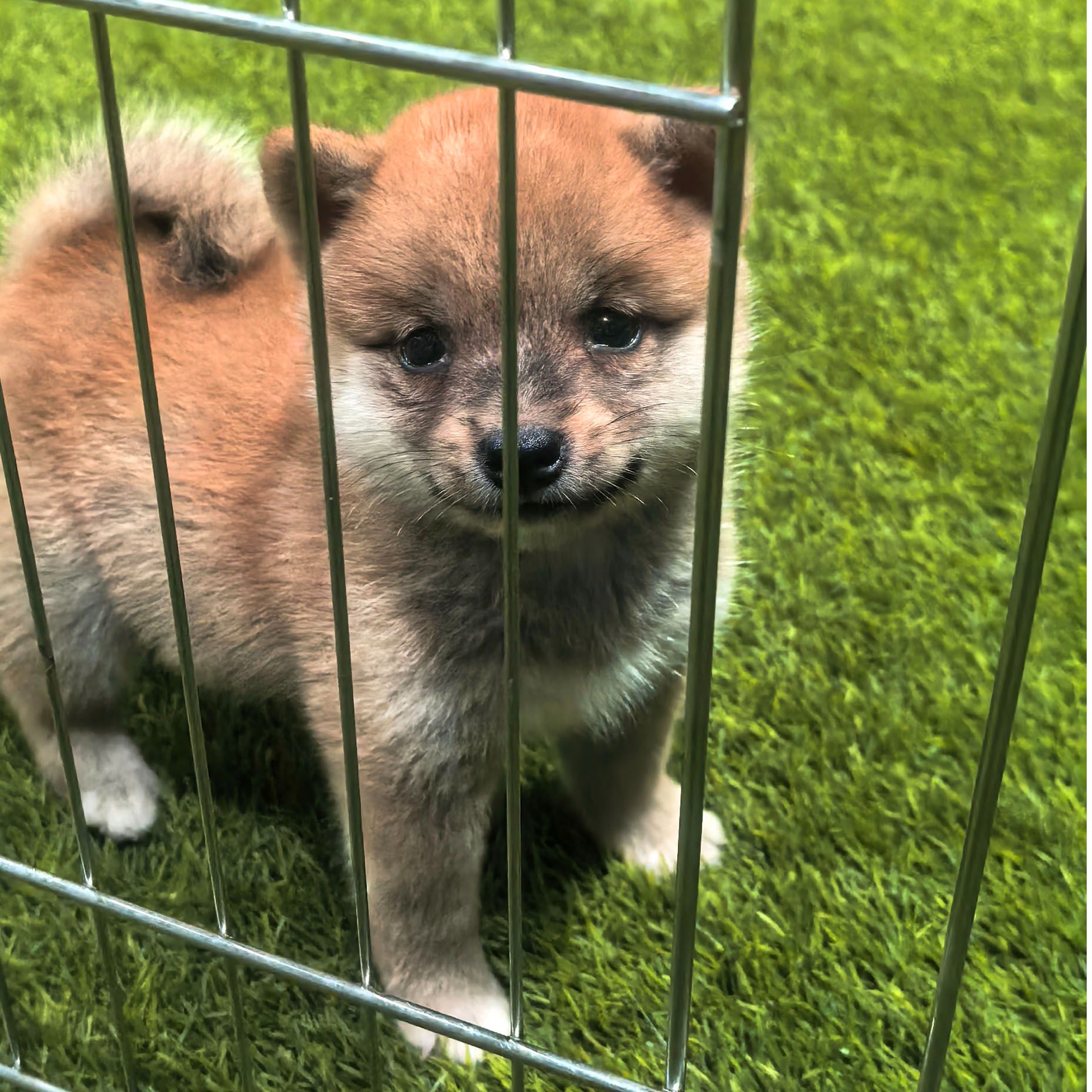 日本豆柴幼犬极小豆柴宠物活体售卖