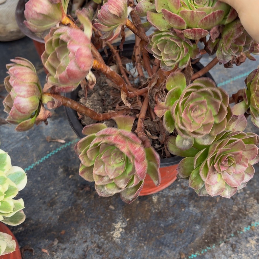207多肉植物捧花的
