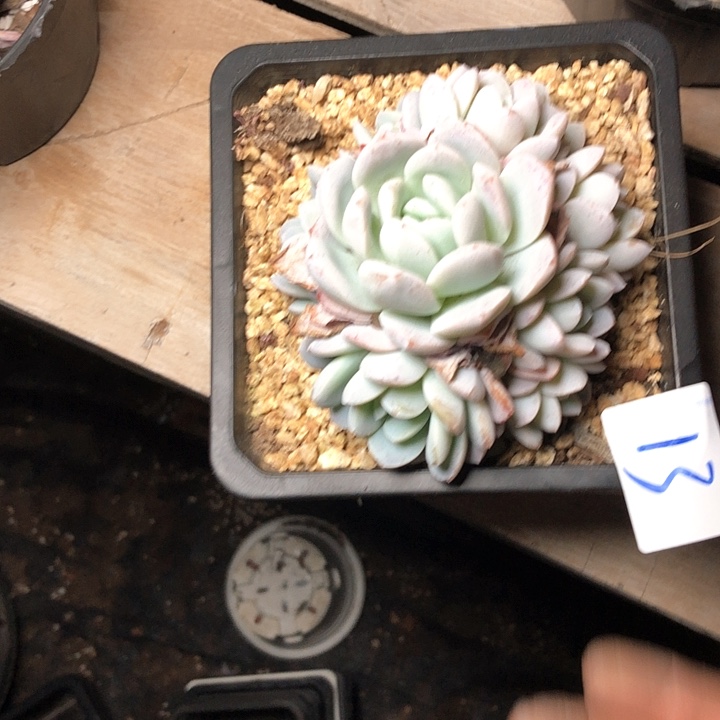 猫****啡13///////////////