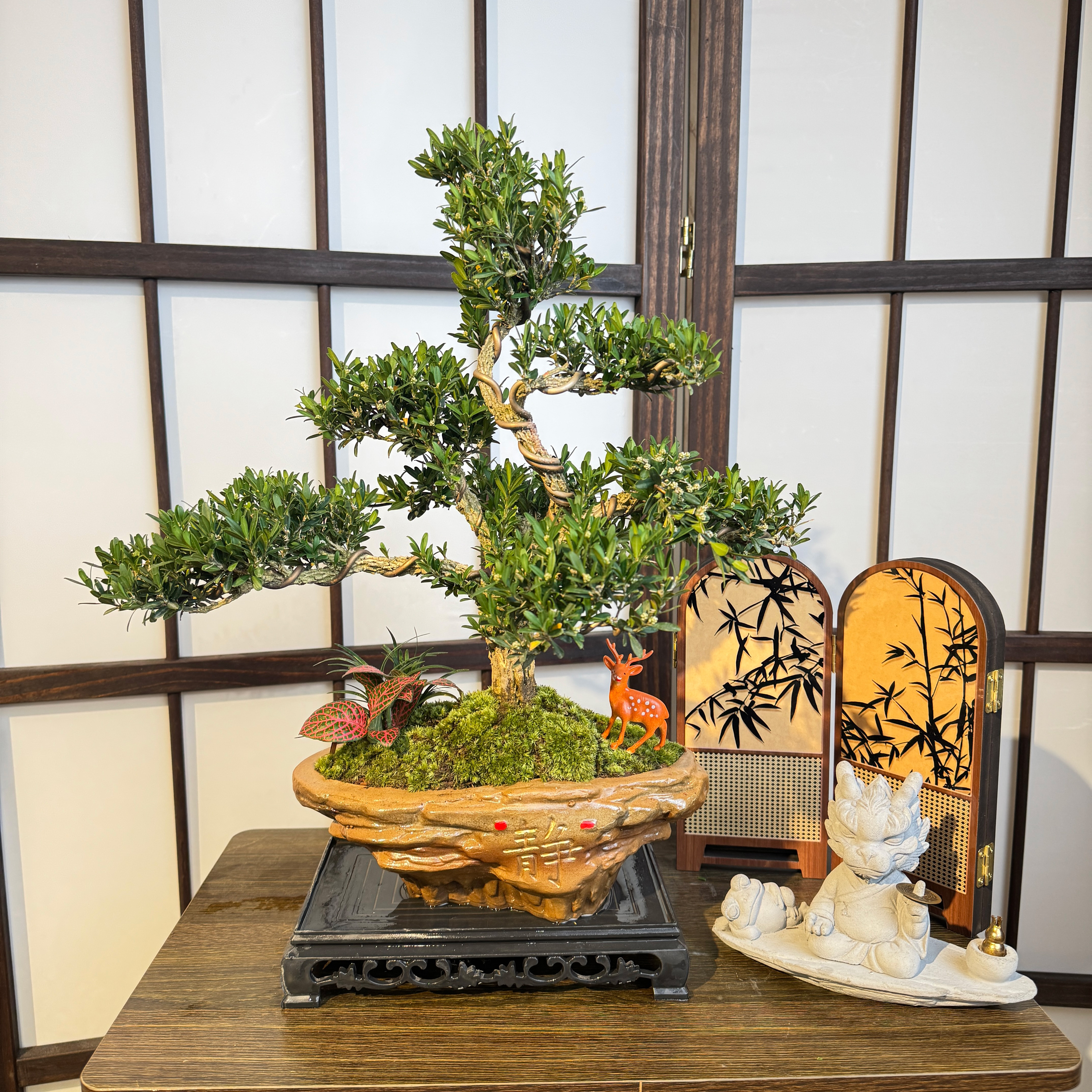 四大名盆景老桩雀舌黄杨耐寒耐热室内高端好养四季常青