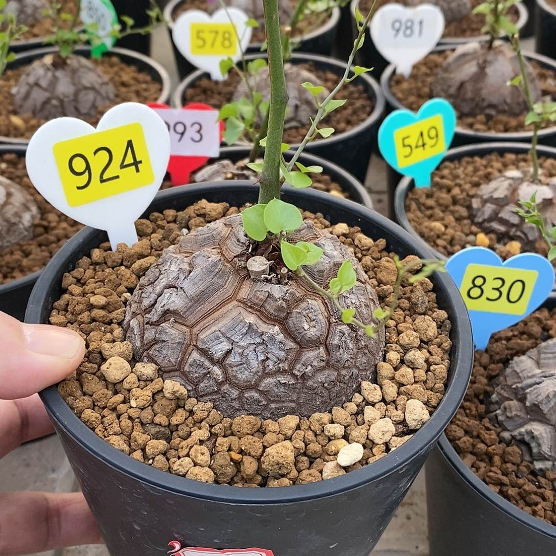 南非龟甲龙龟甲啊龙