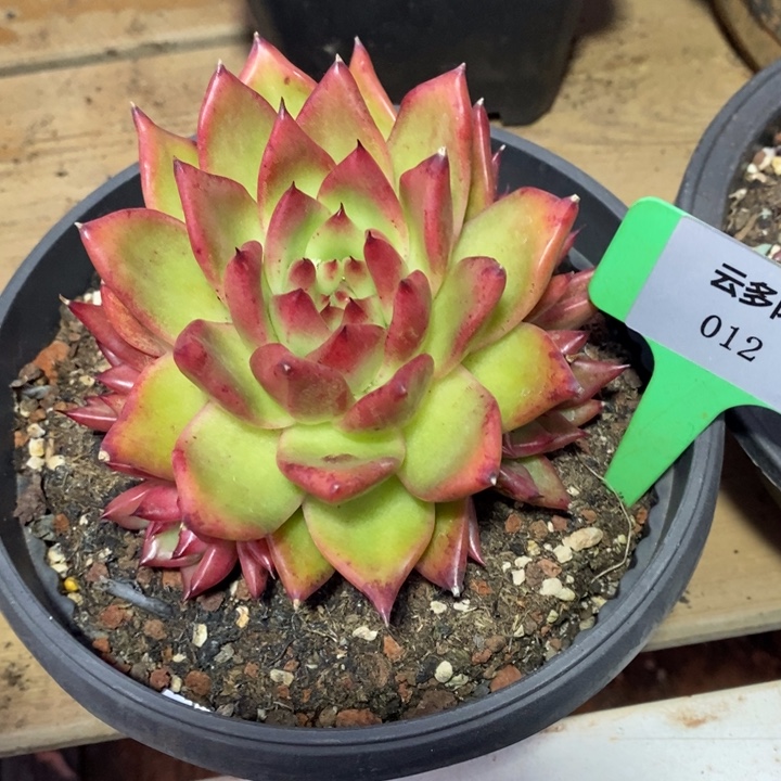 D012- 直播福利 雪皇后