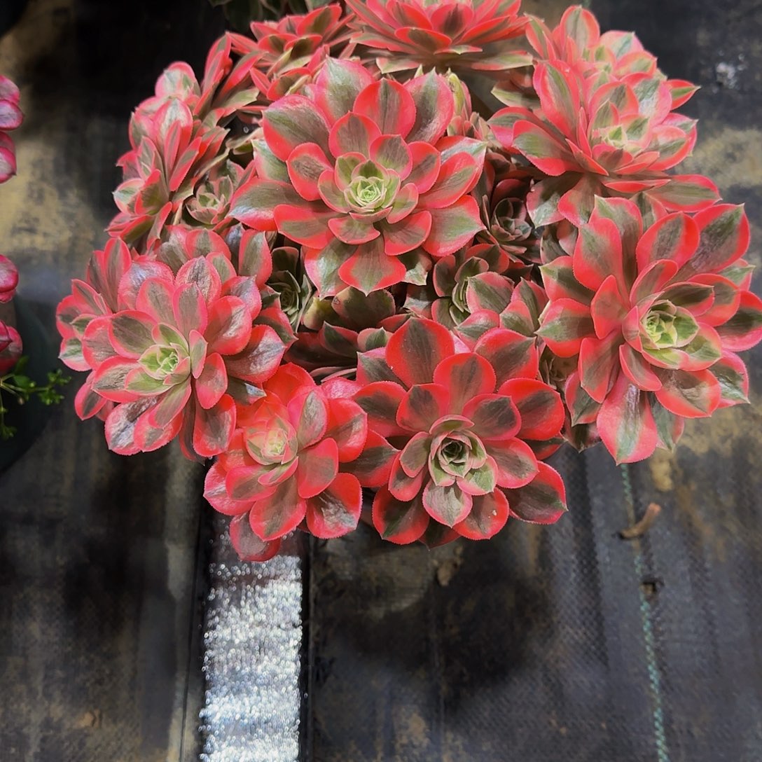 八***月老庄女妖法师35.8