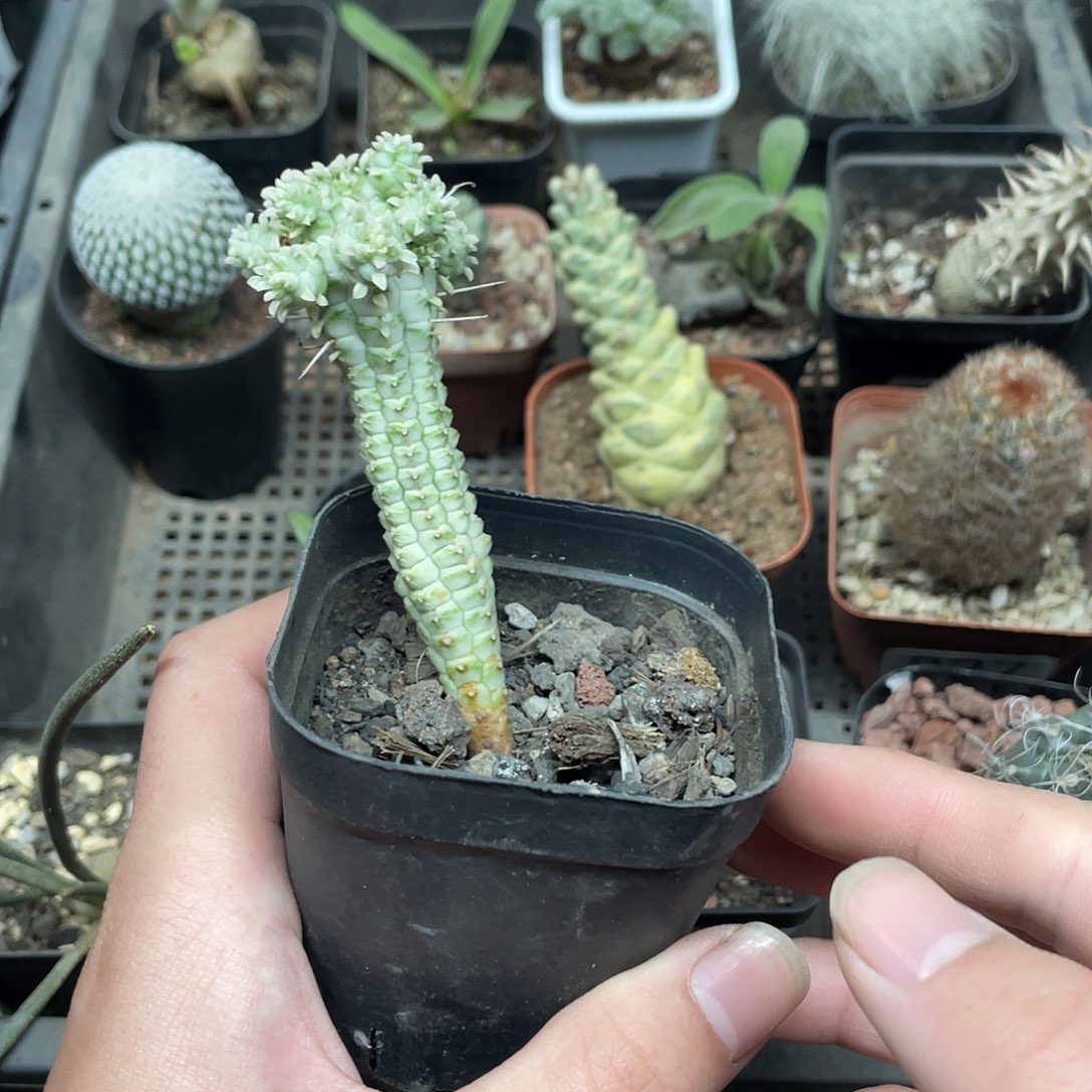 547白桦麒麟（满18包邮）