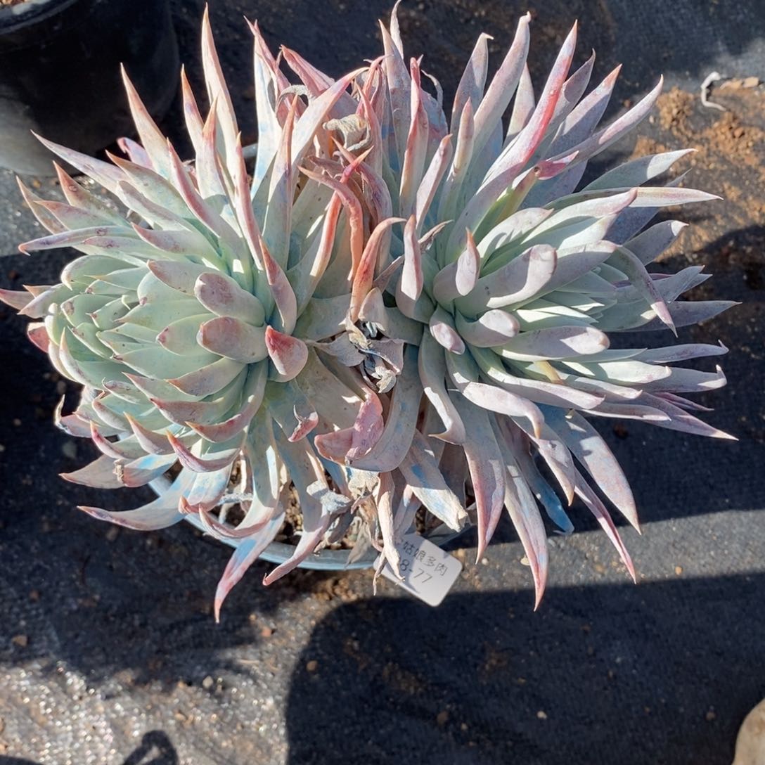 77号雪奴粗腿子群