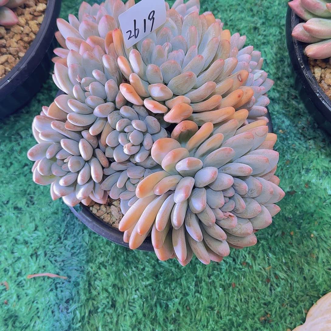 我****里2619香水多肉植物