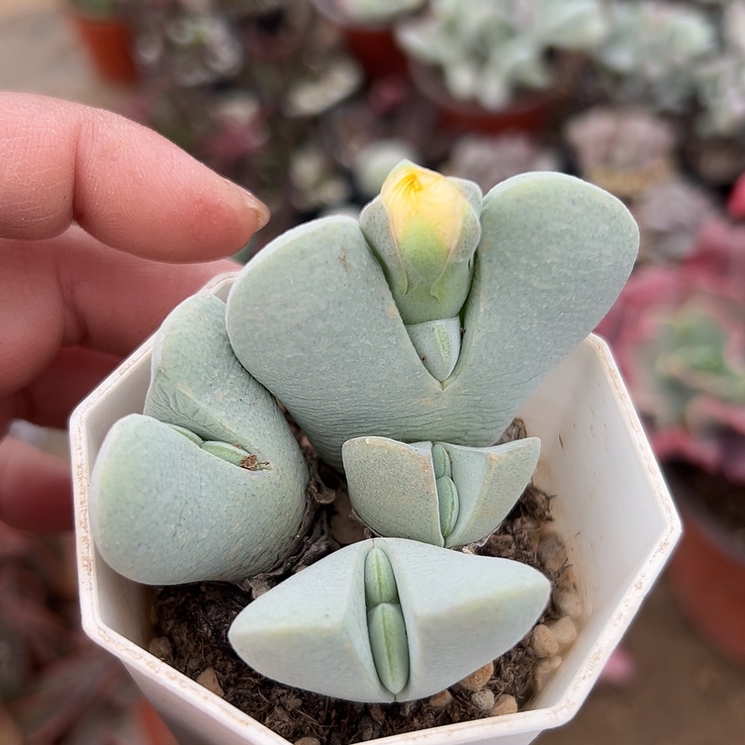 多肉植物神风玉群