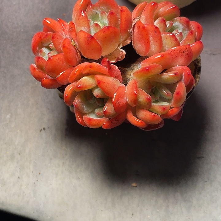 迷***者多肉植物橙梦露发货