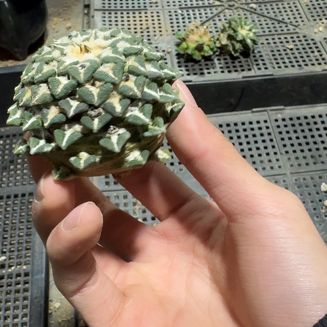 平***常264号仙人球萝卜根