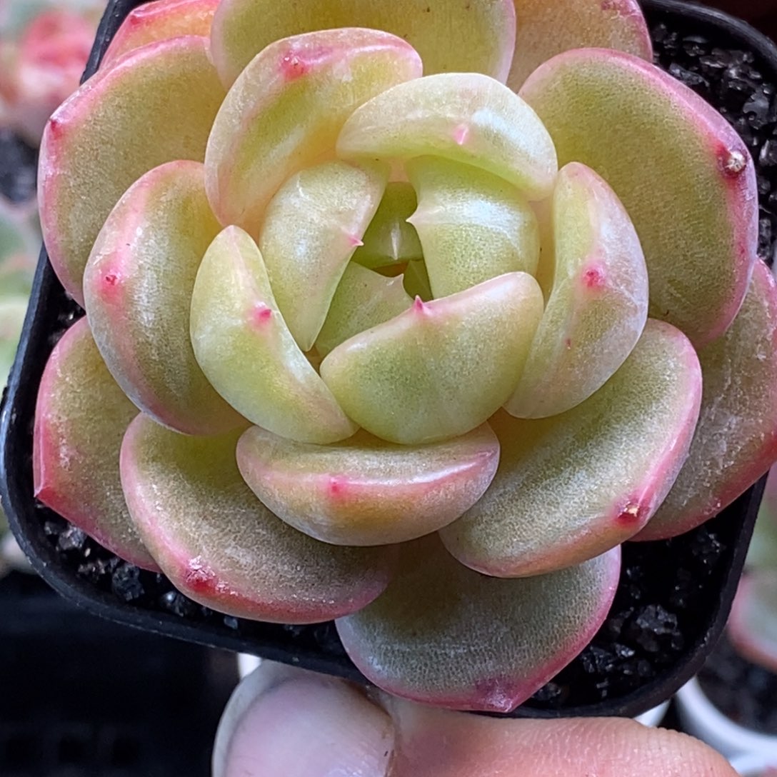 天官赐福百无禁忌