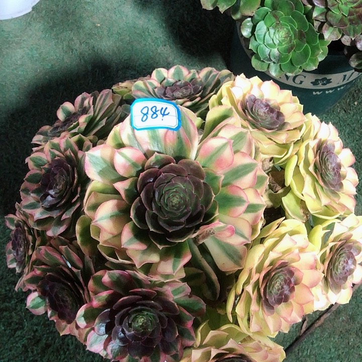 884雨荷多肉法师