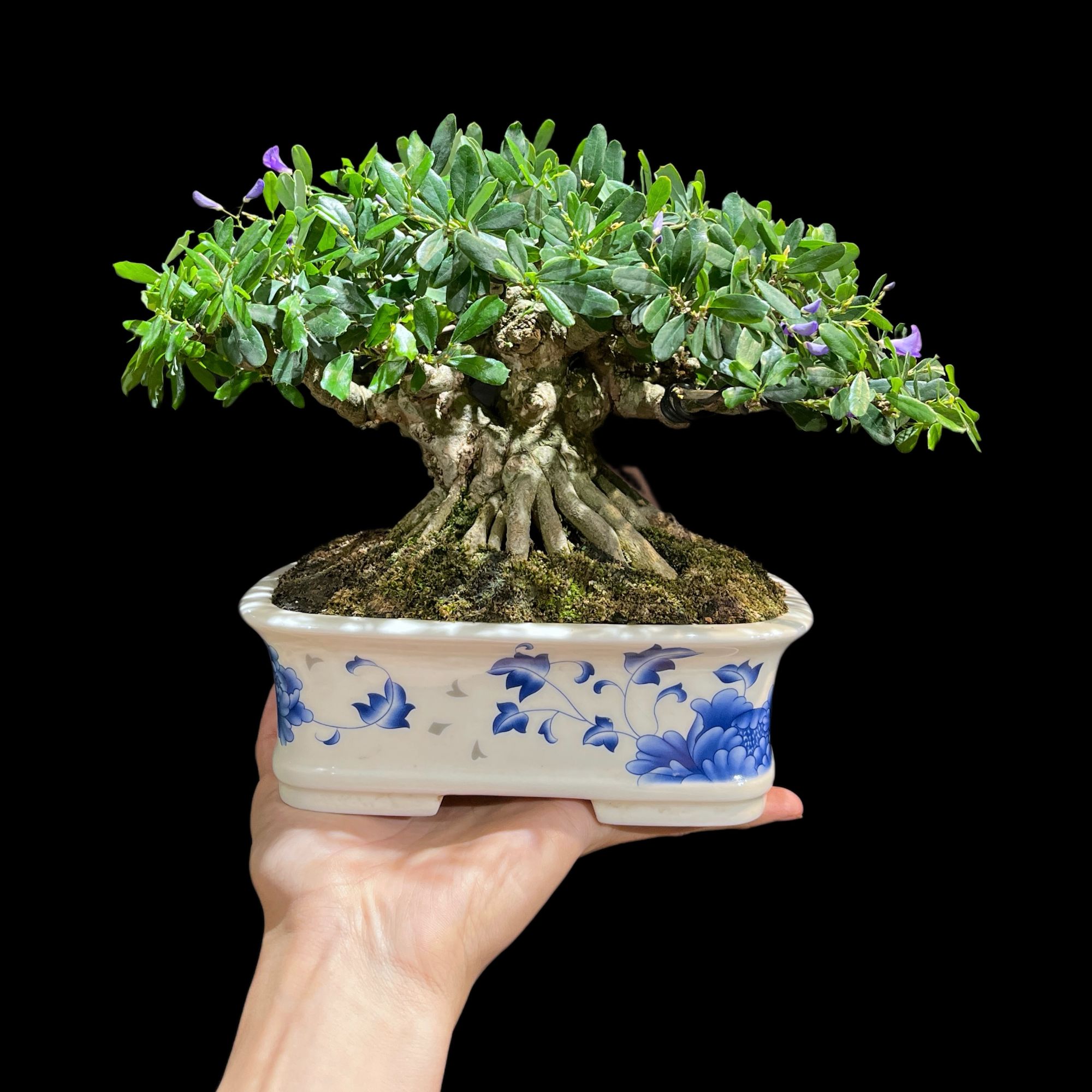 凌珊紫美人 矮霸老桩 精品盆景