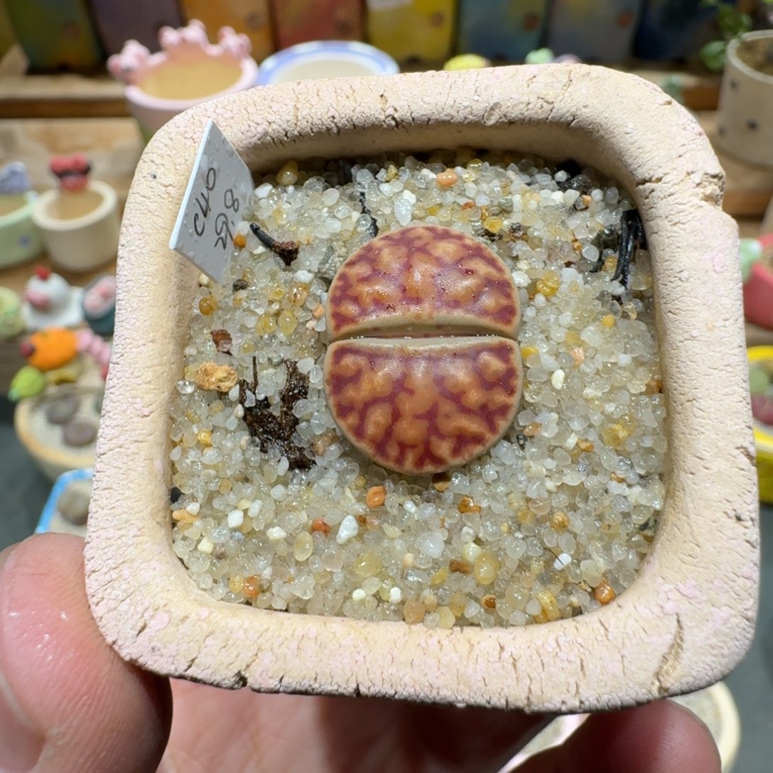 蘑菇1383c40折榴多肉植物