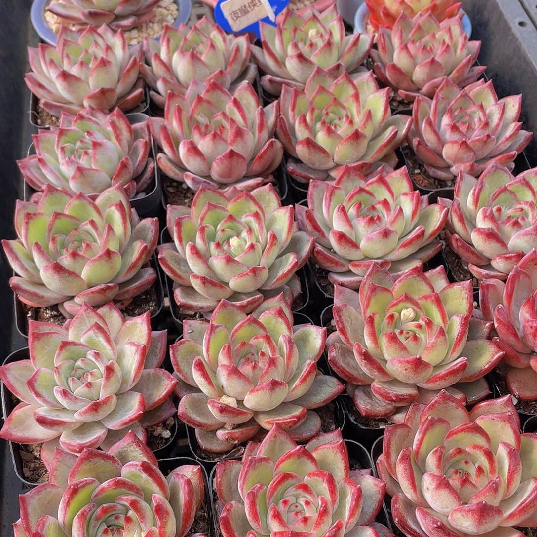 量拍137号 夜魔侠单头一个