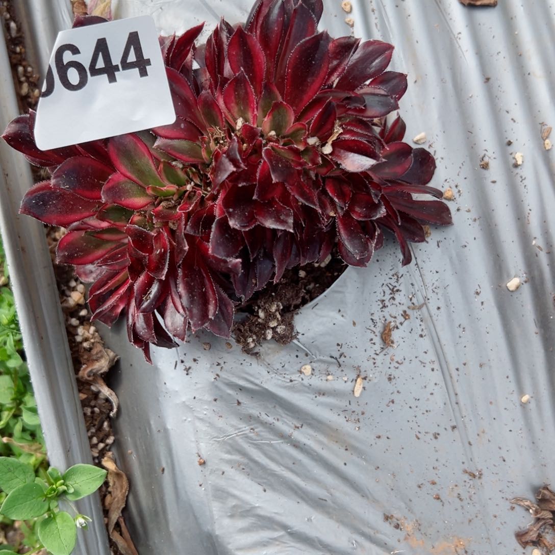 644 号多肉植物法师新年福利