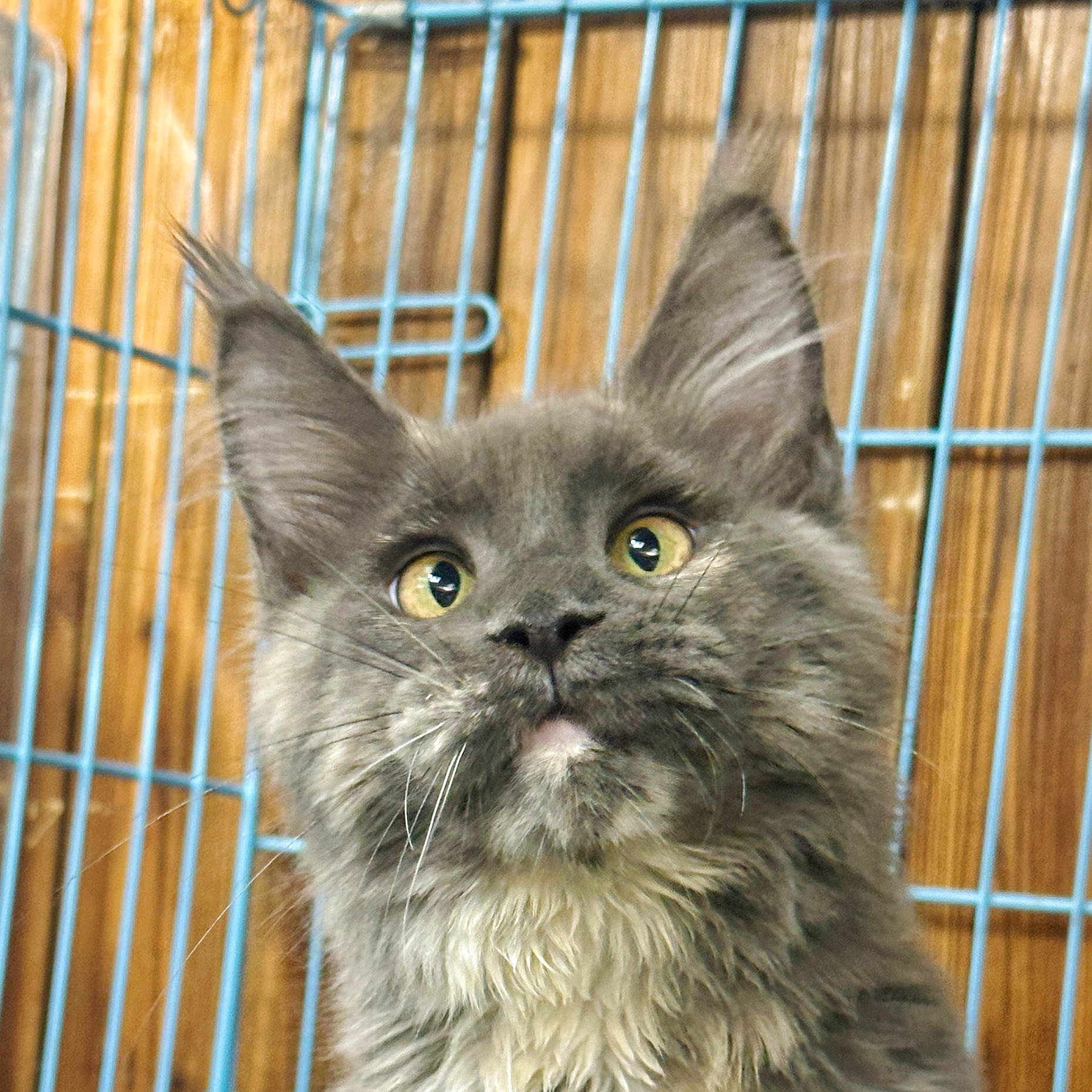 来了姊妹-蓝乳缅因猫-妹妹-32