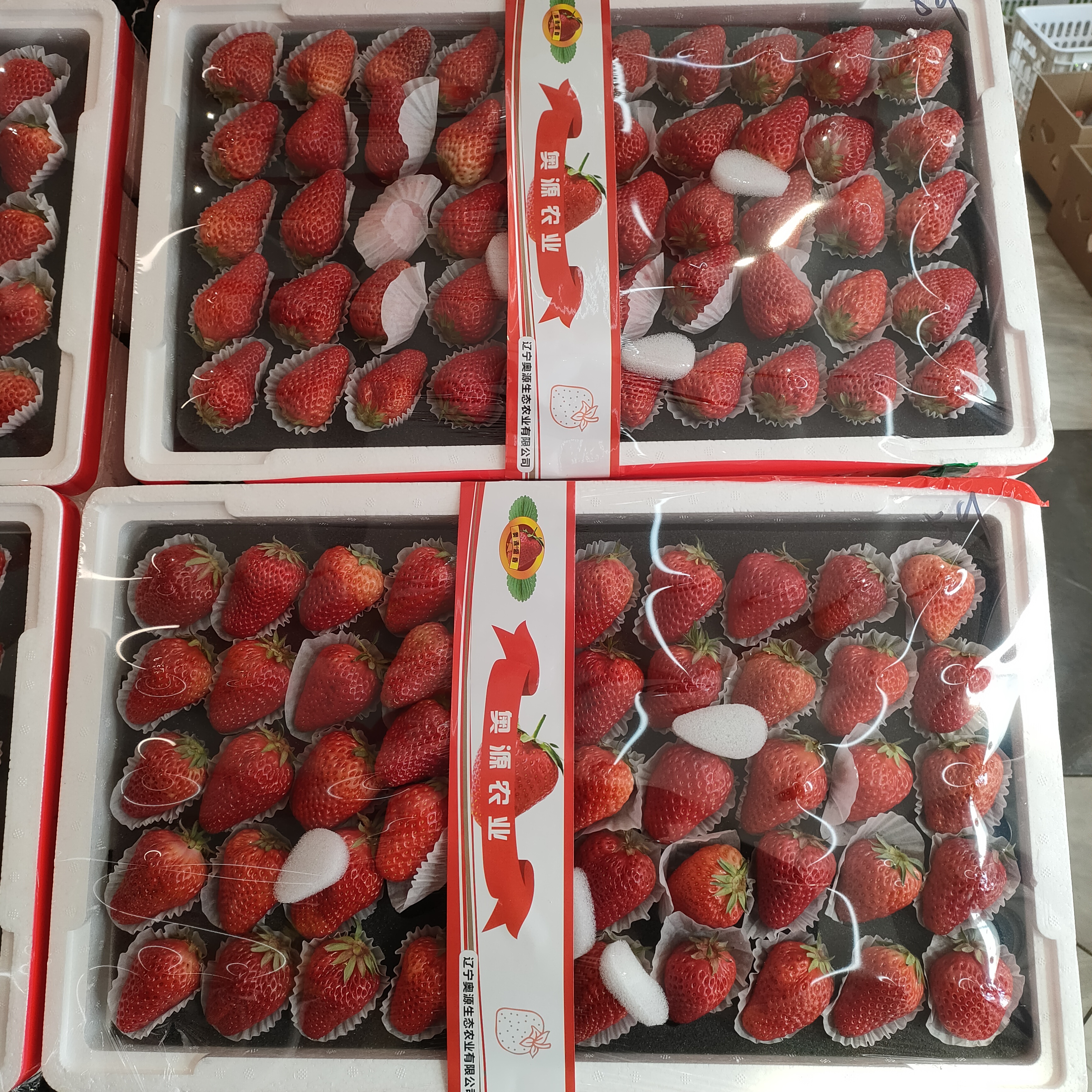 奥源丹东九九草莓大果五排果55颗草莓五斤左右99草莓