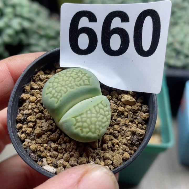 660绿巴厘带盆l l