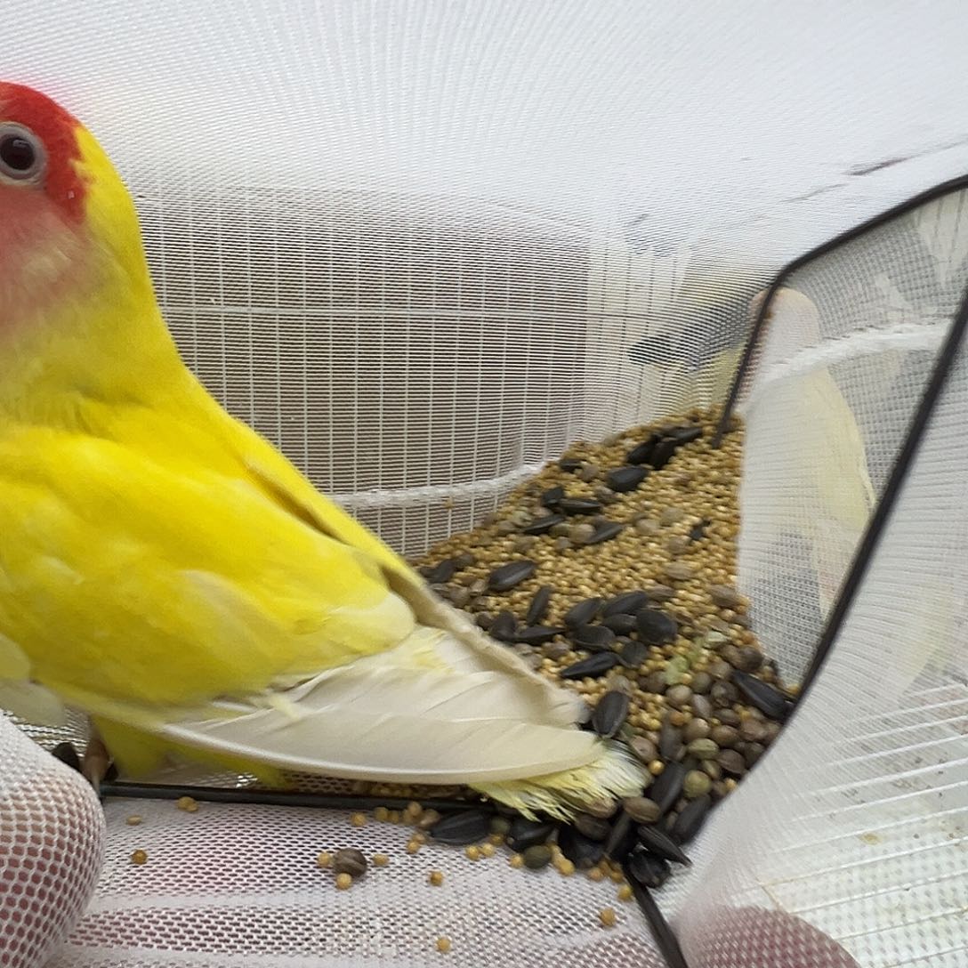 玲****桃脸牡丹鹦鹉成年一只母