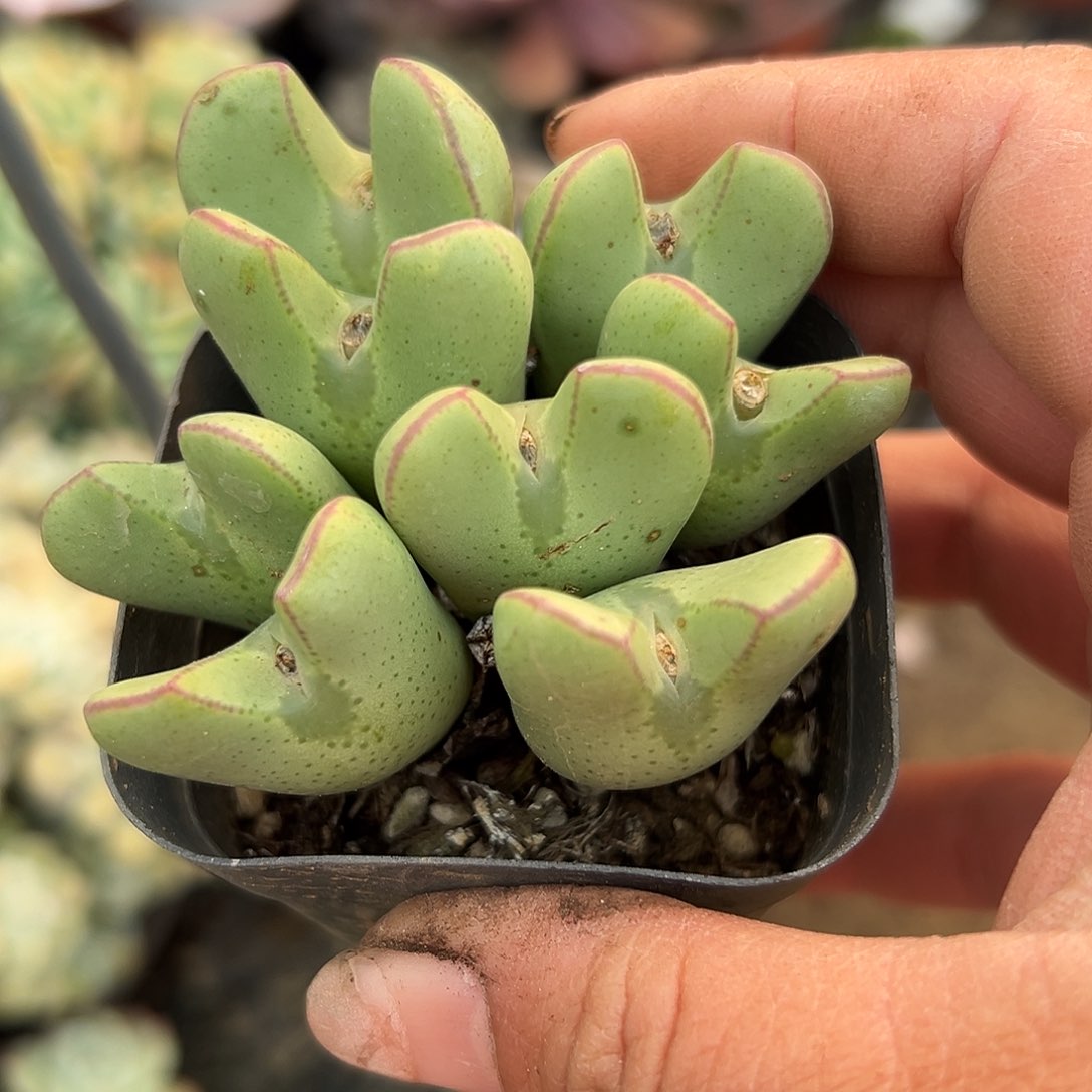 多肉植物多肉植物