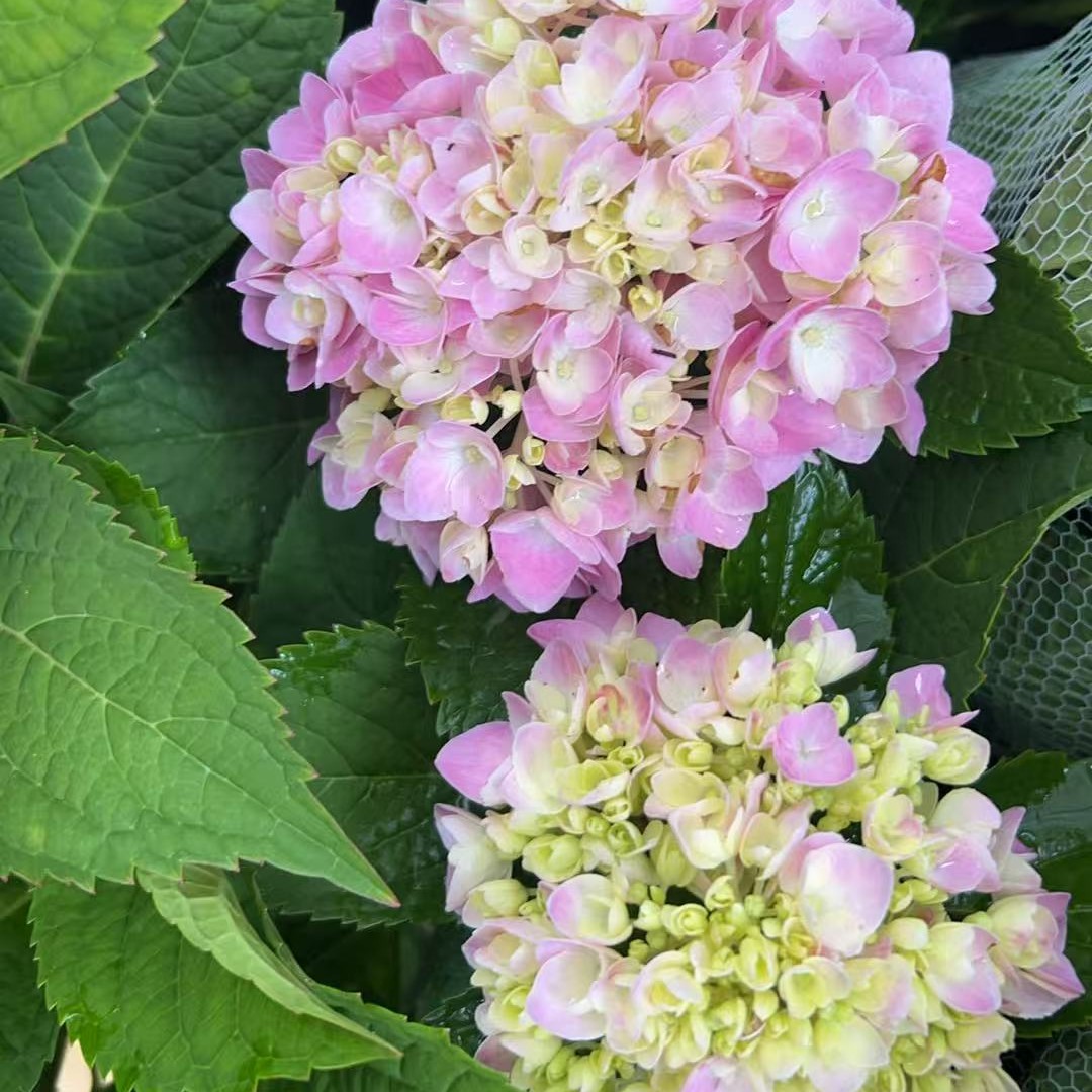 2加仑软盆多色露天绣球无尽夏