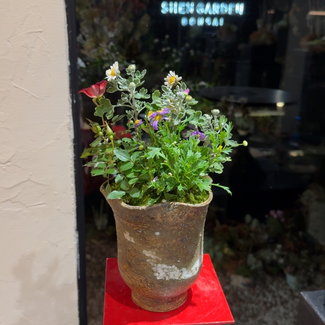 全部花朵山野草手作盆