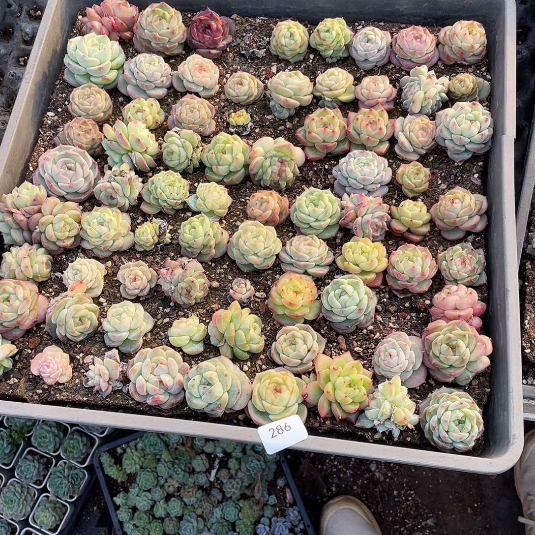 呆***兽286。 定。                 