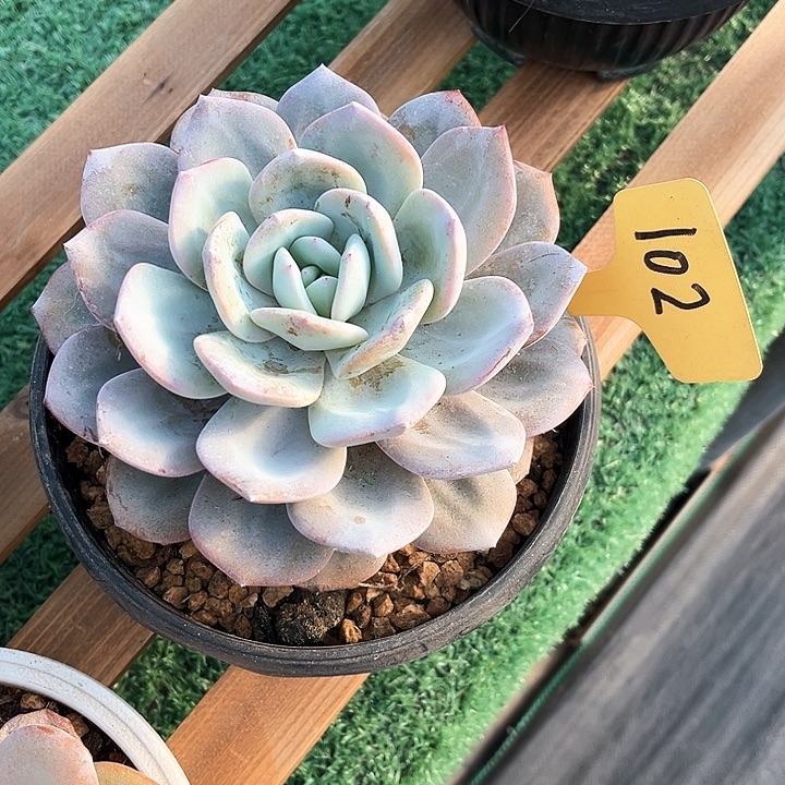 奶茶102号码牌子的话题