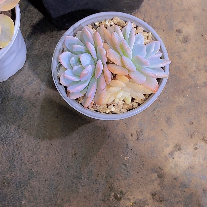 恩***宝梦露锦多肉植物老桩