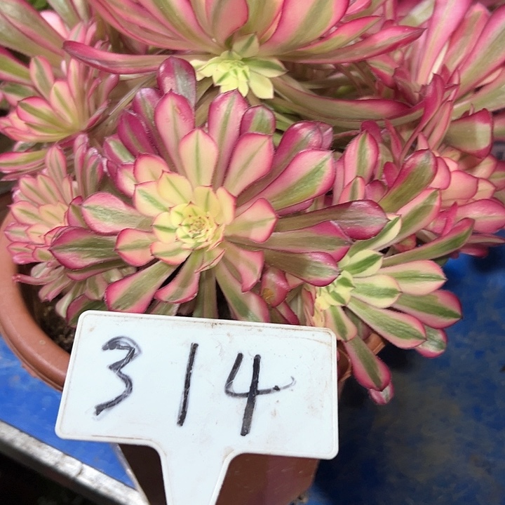 多肉植物红铜白法师