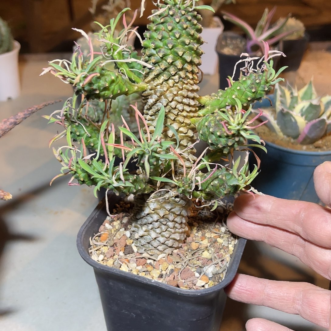 母本级铁甲麒麟一物一拍