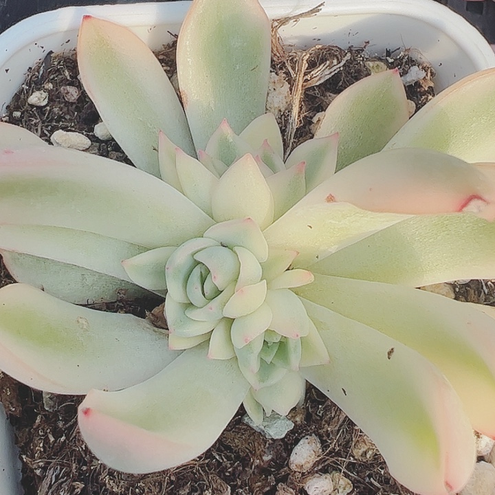 小*吖多肉植物多肉植物
